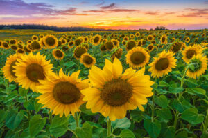 Bulk Sunflower Oil Supplier