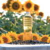 Bulk Sunflower Oil 10 Tons MOQ | Europe Supplier